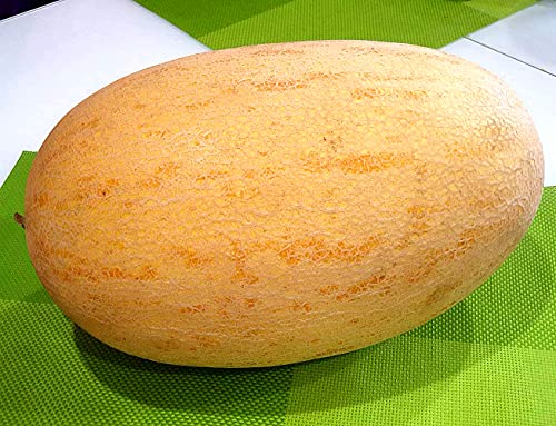 Honigmelone Torpedo - Melone - 10 Samen von Samen Schenker