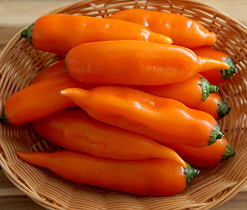 Hot Chili Pfeffer Aji Amarillo Orange - Pepper - 10 Samen von Samen Schenker