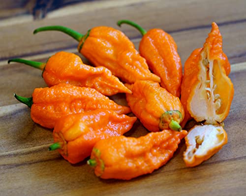 Hot Chili Pfeffer Bhut Jolokia Orange - Pepper - ertragreich - über eine Million Einheiten - 10 Samen von Samen Schenker