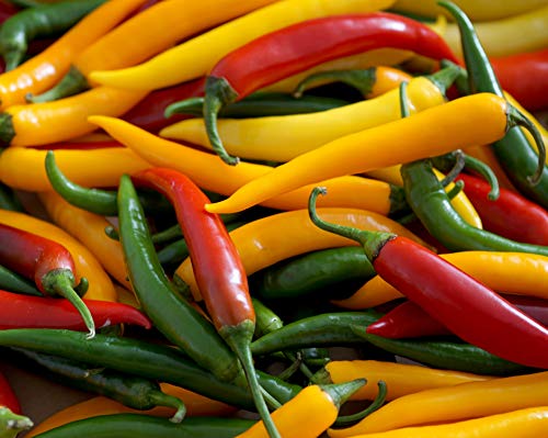 Hot Chili Pfeffer Cayenne Mischung - Pepper - 20 Samen (1 Beutel) von Samen Schenker