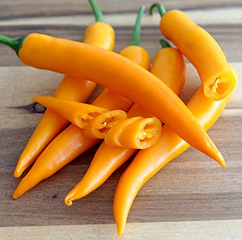 Hot Chili Pfeffer Cayenne Orange - Pepper - 10 Samen von Samen Schenker