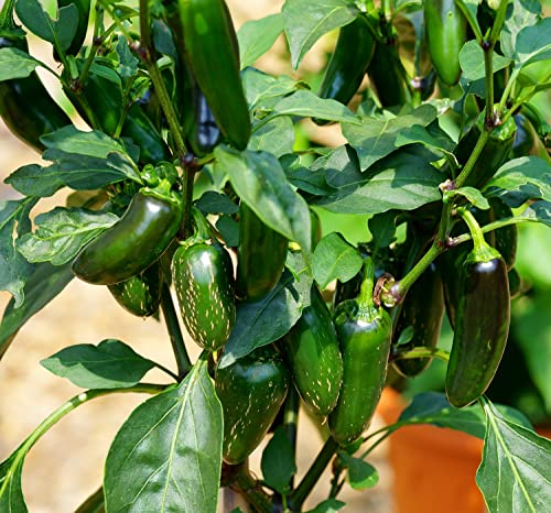 Hot Chili Pfeffer Jalapeno - Pepper - sehr ertragreich - 20 Samen von Samen Schenker