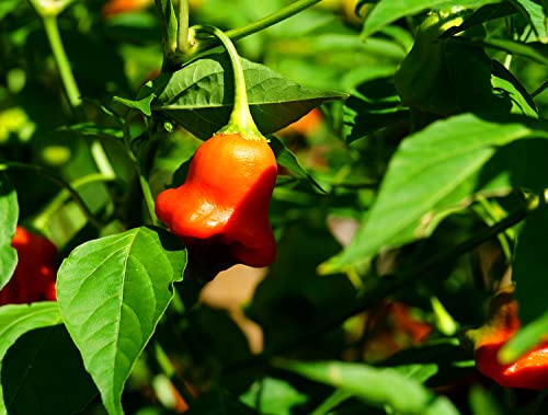 Hot Chili Pfeffer Mushroom Rot - Pepper - sehr ertragreich - 10 Samen von Samen Schenker