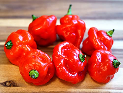 Hot Chili Pfeffer Scotch Bonnet Rot - Pepper - 10 Samen von Samen Schenker
