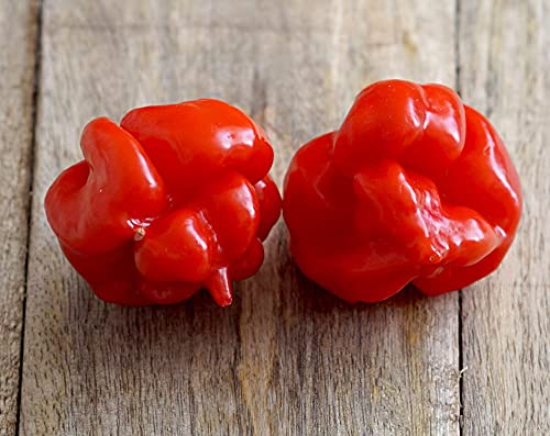 Hot Chili Pfeffer Trinidad Scorpion Rot - Pepper - 10 Samen von Samen Schenker