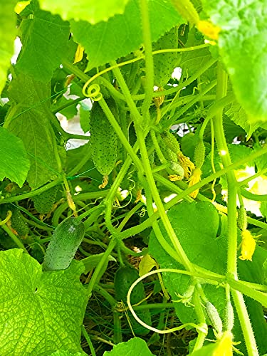Italienische Minigurke – Verde di Parigi - Gurke - Aromatisch, knackig, vielseitig - 30 Samen Italienische Minigurke – Verde di Parigi - Gurke - Aromatisch, knackig, vielseitig - 30 Samen von Samen Schenker