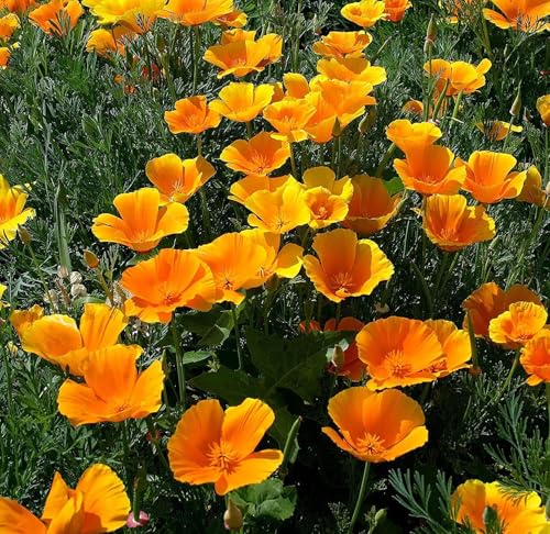 Kalifornischer Goldmohn - Mohn - 3000 Samen von Samen Schenker