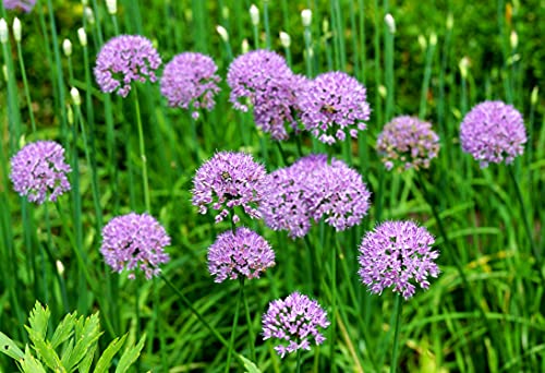 Kanten-Lauch - Allium angulosum - 25 Samen von Samen Schenker