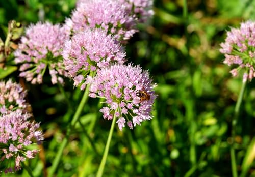 Kanten-Lauch – Allium angulosum – Zierlauch mit rosa-lila Blütenkugeln, Bienenmagnet – Mehrjährig & winterhart – 10 Samen Kanten-Lauch – Allium angulosum – Zierlauch mit rosa-lila Blütenkugeln, Bienenmagnet – Mehrjährig & winterhart – 10 Samen von Samen Schenker