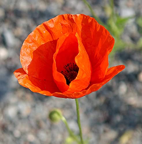 Klatschmohn - Flander-Mohnblume - Mohn American Legion - Blume - 3000 Samen von Samen Schenker