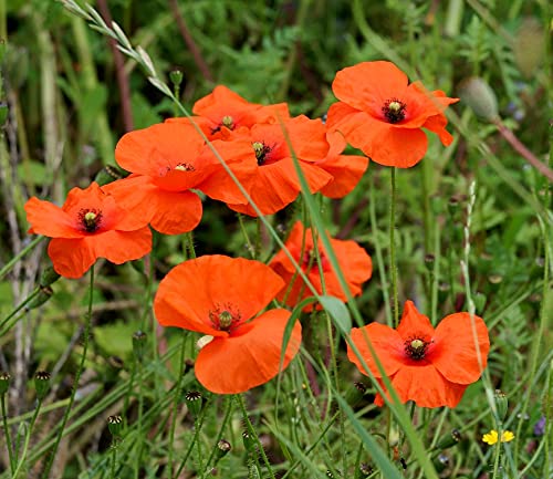 Klatschmohn - Mohn - Blume - 20000 Samen von Samen Schenker