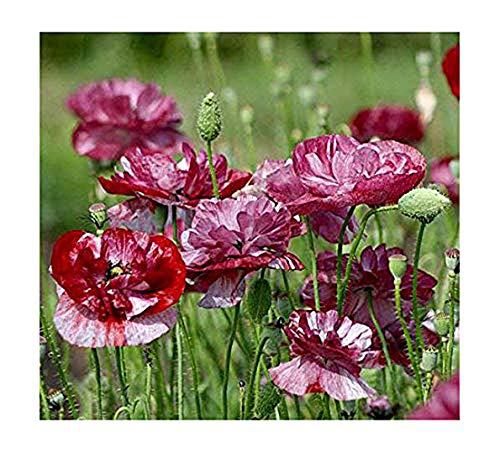 Klatschmohn - Mohn Pandora - Blume - 100 Samen von Samen Schenker