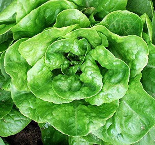 Kleinwüchsiger Butterkopf Salat Tom Thumb - Salate - 500 Samen von Samen Schenker