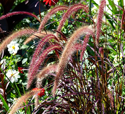 Kolbenhirse Red Jewel - Borstenhirse - Setaria italica - 200 Samen von Samen Schenker