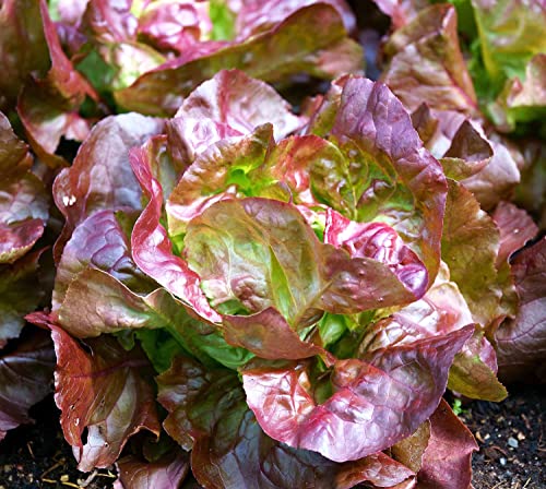 Kopfsalat Marvel of Four Seasons - Salate - 500 Samen von Samen Schenker