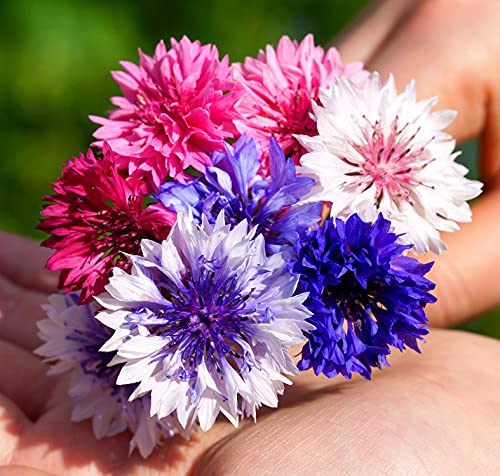 Kornblume Mischung - Polka Dot Color Mix - Centaurea cyanus - Blume - 500 Samen Kornblume Mischung - Polka Dot Color Mix - Centaurea cyanus - Blume - 500 Samen von Samen Schenker