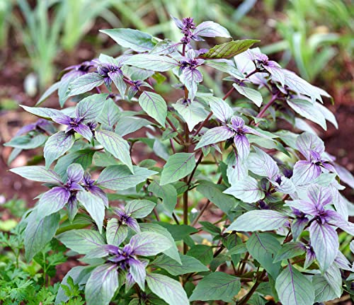 Korsisches Basilikum - Ocimum basilicum - Besonders milde Sorte - Lichtkeimer - 100 Samen von Samen Schenker