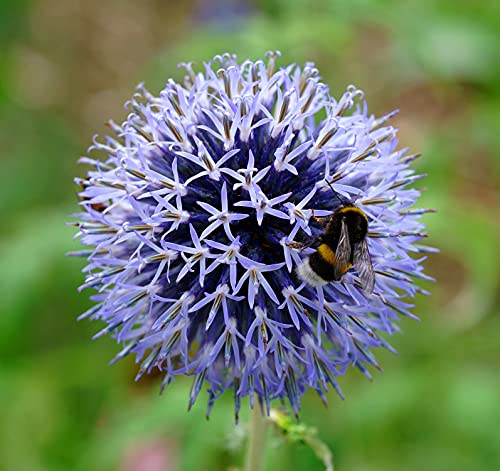 Kugeldistel Veitch's Blue - Echinops ritro - 25 Samen von Samen Schenker