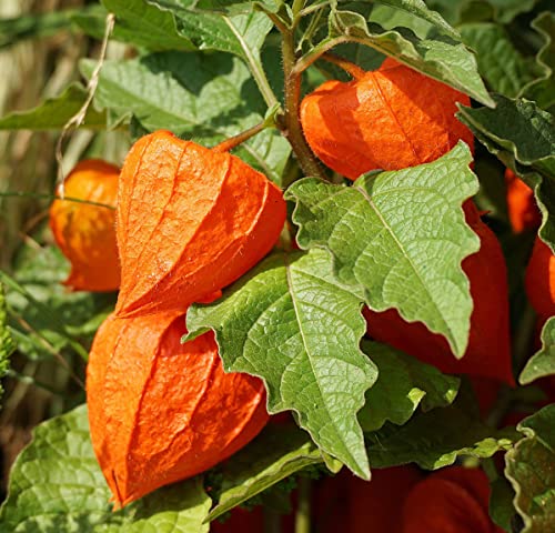 Lampionblume - Physalis alkekengi var franchetii - 50 Samen von Samen Schenker