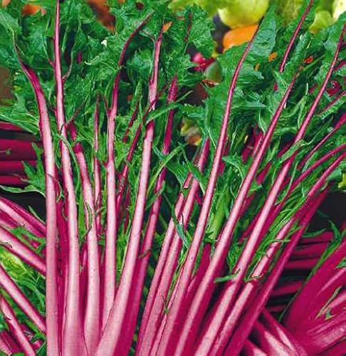 Löwenzahn Italian Red - Chicory Italiko Rosso - Cichorium intybus - Italian Red Stem Dandelion - 500 Samen von Samen Schenker