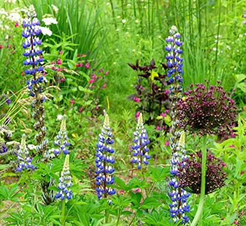 Lupinus perennis - Stauden-Lupine - Blume - 35 Samen von Samen Schenker