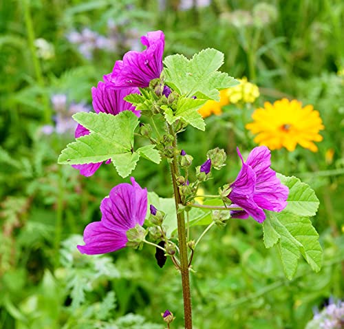 Mauretanische Malve - Malva sylvestris ssp. mauritiana - 200 Samen von Samen Schenker