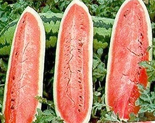 Melone - Wassermelone Jubilee - Gewicht: 10-20kg - 10 Samen von Samen Schenker