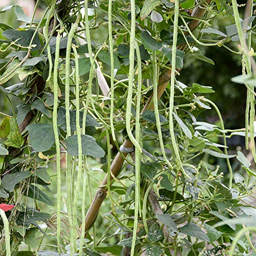 Meterbohne - Spargelbohne - Yardlong Bean - 50 Samen von Samen Schenker