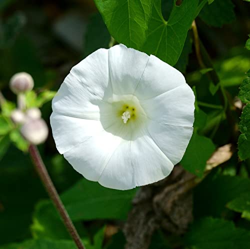 Mexikanische Prunkwinde - Ipomoea tricolor Pearly Gates - 20 Samen von Samen Schenker