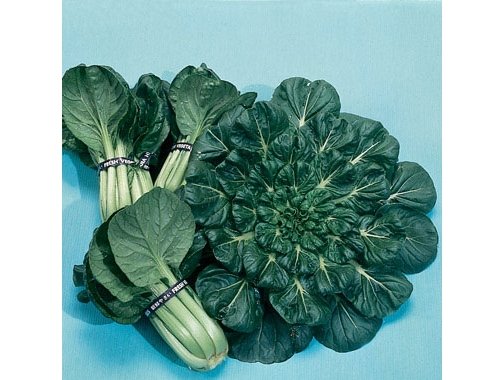 Mizuna Tatsoi - Brassica rapa var. rosularis - 250 Samen von Samen Schenker