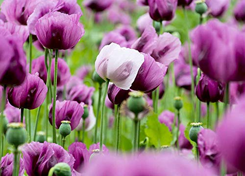 Mohn Ungarisch Blau - 500 Samen von Samen Schenker