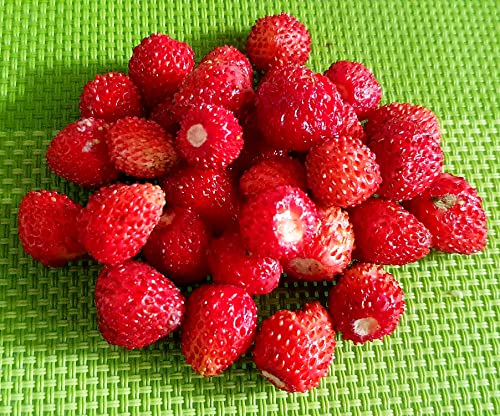 Monatserdbeere Rügen - Wald-Erdbeere - 200 Samen von Samen Schenker