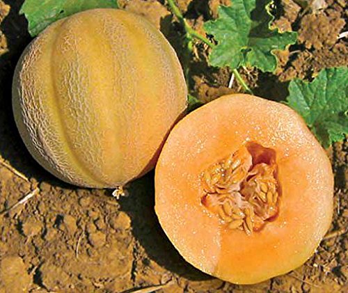 Muskatmelone Minnesota Midget - Melone - 10 Samen von Samen Schenker