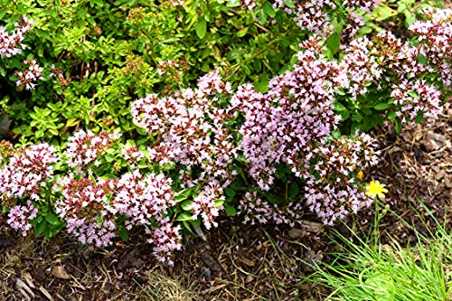 Oregano - Origanum vulgare - 2000 Samen Oregano - Origanum vulgare - 2000 Samen von Samen Schenker