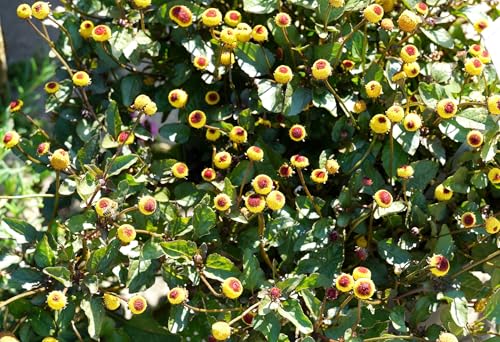 Parakresse/Jambu – Acmella oleracea – Exotisches Würzkraut mit prickelndem Aroma – 200 Samen Parakresse/Jambu – Acmella oleracea – Exotisches Würzkraut mit prickelndem Aroma – 200 Samen von Samen Schenker