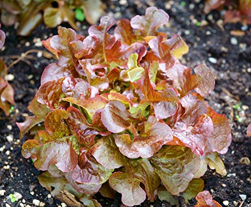 Pflücksalat - Salat Bowl Red - Salate - 500 Samen von Samen Schenker