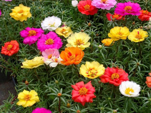 Portulaca Moss Rose Mix - 1000 Samen von Samen Schenker