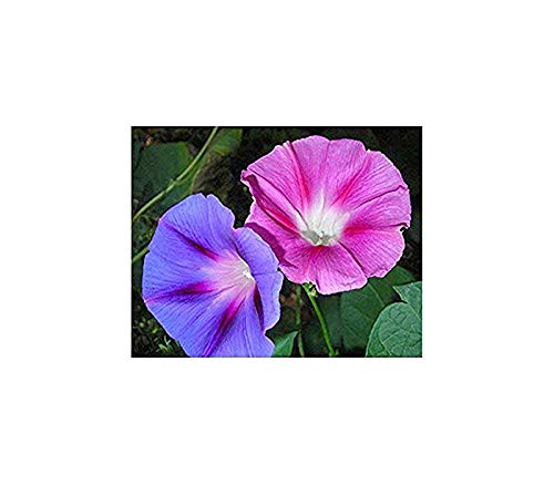 Purpur-Prunkwinde Mix - Ipomoea purpurea - 50 Samen von Samen Schenker