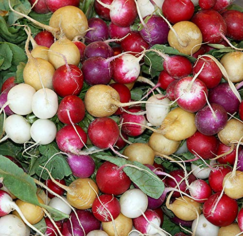 Radieschen Rainbow Mix - rot, weiß, violett, purple, gelb - 200 Samen von Samen Schenker