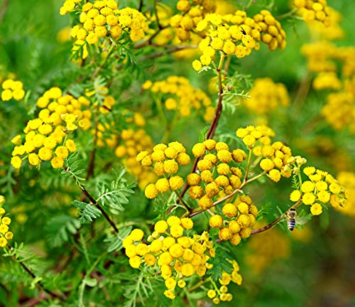 Rainfarn - Tanacetum vulgare - Wurmkraut - 500 Samen von Samen Schenker