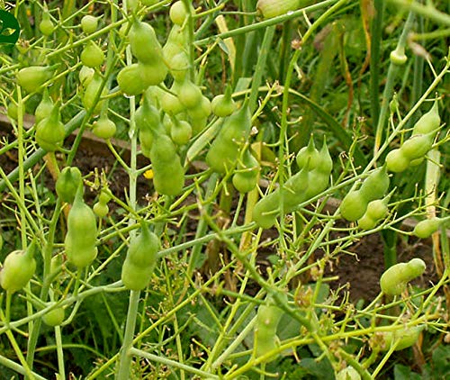 Rattenschwanz Radieschen - Rat-Tail Radish - 50 Samen von Samen Schenker