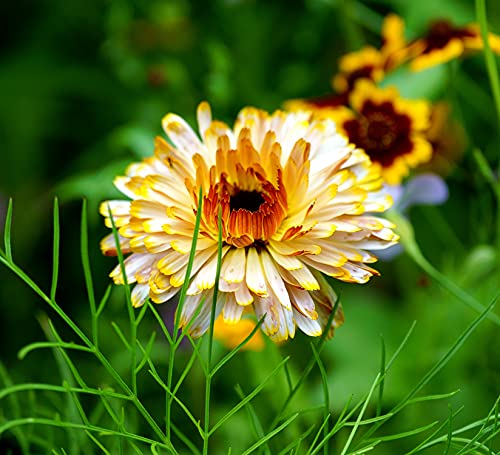 Ringelblume - Calendula orange flash - Calendula officinalis - 25 Samen von Samen Schenker