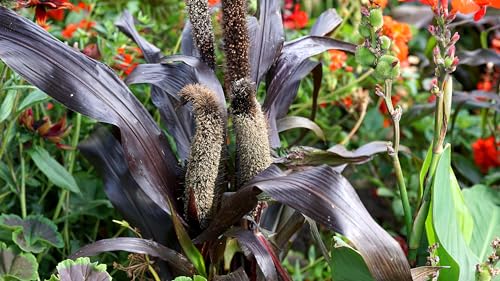 Roblättrige Perlhirse - Pennisetum glaucum Purple - 25 Samen von Samen Schenker