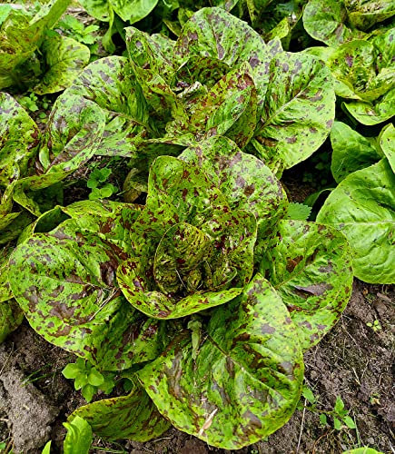 Romanasalat - Salat Freckles - Salate - 250 Samen von Samen Schenker