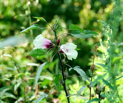 Roselle - Karkade - Hibiscus sabdariffa - 10 Samen von Samen Schenker