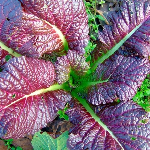 Roter Senf Red Giant - 250 Samen Roter Senf Red Giant - 250 Samen von Samen Schenker