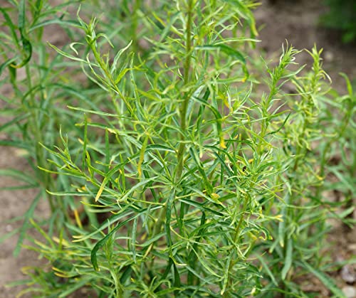 Russischer Estragon - Artemisia dracunculus - 250 Samen von Samen Schenker