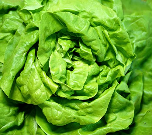 Salat für das ganze Jahr - Kopfsalat All Year Round Butterhead - Salate - 500 Samen von Samen Schenker