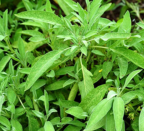 Salbei Broad Leaved - Salvia officinalis - 100 Samen von Samen Schenker