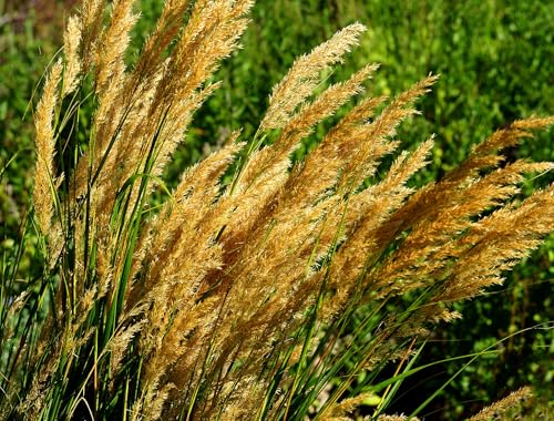 Sand-Reitgras – Calamagrostis epigejos – Robust & Zierend – Heimisches Ziergras für Wildgärten – 10 Samen von Samen Schenker